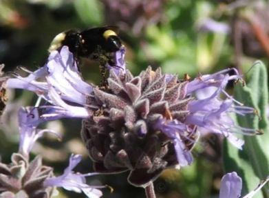 A Bumblebee on a Salvia Pozo Blue - grid24_12