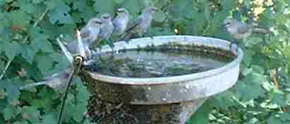 Bushtits taking bath. This bird bath was made by nailing a aluminum pie pan to a wooden post. Use a little piece of plastic or rubber as a washer on the nail to keep it from leaking too much. - grid24_12