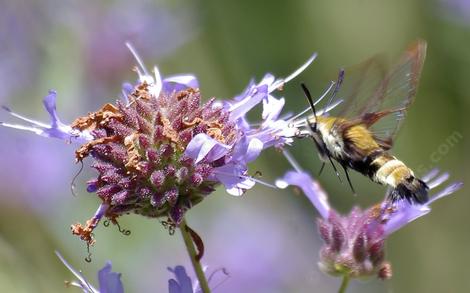 Bumblebee Moth, sometimes called Hummingbird Moth on a Salvia Alpine. - grid24_12