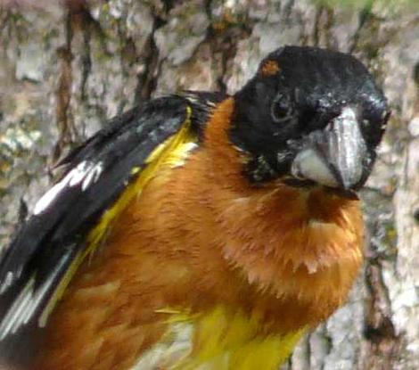 Black headed grosbeaks are smart birds. This male figured out there was a camera watching him from 15 feet away. - grid24_12