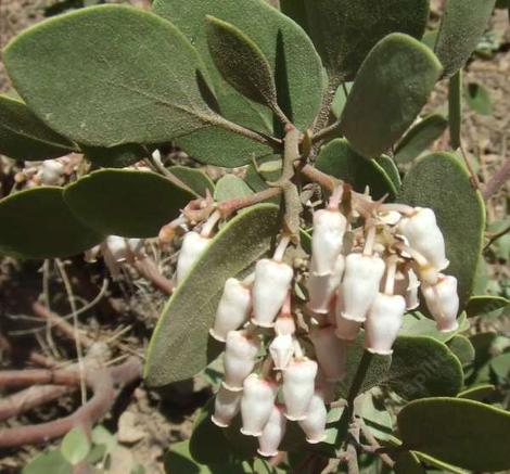 Arctostaphylos parryana as it appears above Big Bear City. Much grayer than the forms around Frazier Park. - grid24_12