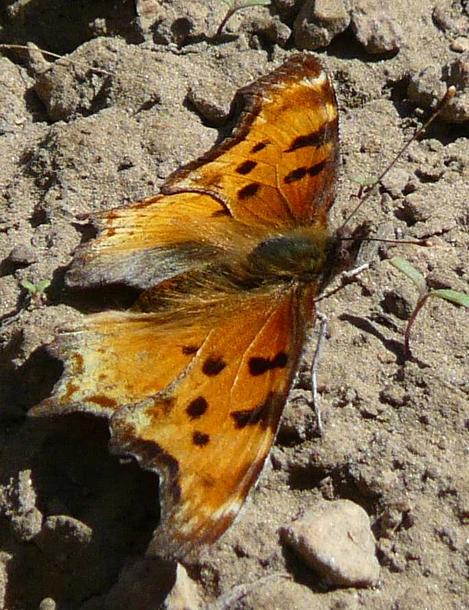 Hoary Comma, Polygonia graclis above Big Bear at 7000 ft. There were a lot of Ribes cereum and Ribes nevadense - grid24_12