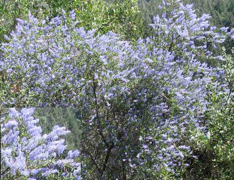 This picture of Ceanothus parryii in the wild was sent to us by a customer up in Northern California. - grid24_12