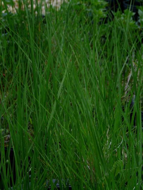 green California native grass, Agrostis pallens - grid24_12