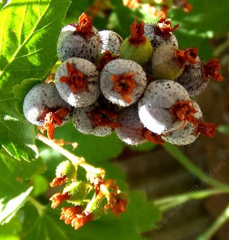 Ribes nevadense berries - grid24_12
