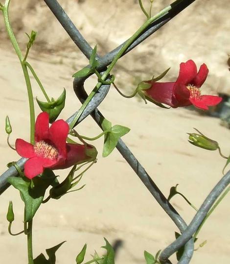 Maurandya antirrhiniflora, Desert snapdragon on a chain link fence. - grid24_12