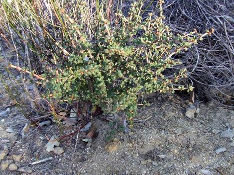 Ceanothus otayensis plants are small. This one is years old and about 20 cm high. - grid24_12