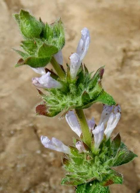 Salvia eremostachya, Santa Rosa Sage flower spike. - grid24_12