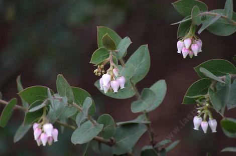 Arctostaphylos pechoensis, Pecho manzanita, showing the clasping leaves. - grid24_12