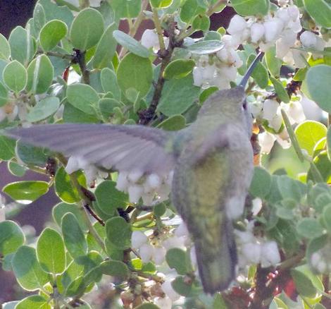Arctostaphylos pechoensis, Margarita's Joy with Hummingbird - grid24_12