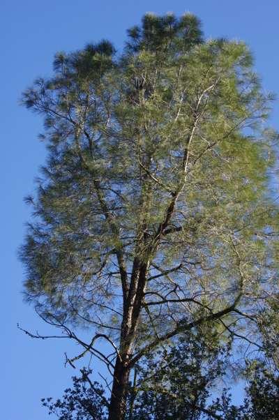 Looking up into a digger pine, gray pine, foothill pine, Pinus sabinana - grid24_12