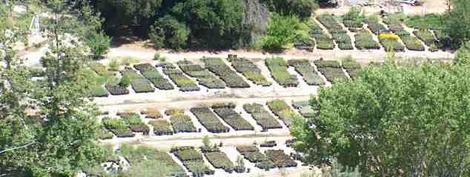 A California native plant nursery located between Paso Robles and San Luis Obispo. All we grow are native plants. - grid24_12