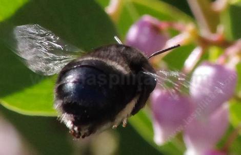 Anthophora pacifica bee butt, on  Austin Griffin Manzanita. Anthrophora is a very smart, fast and effective  pollinator. - grid24_12
