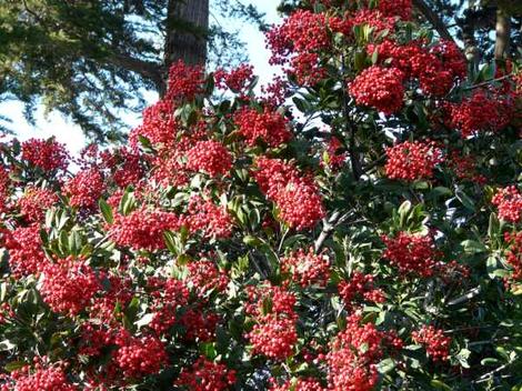 Christmas berry or Toyon with berries is what Hollywood was named after. Toyon will grow in most of Los Angeles with no water after first year. - grid24_12