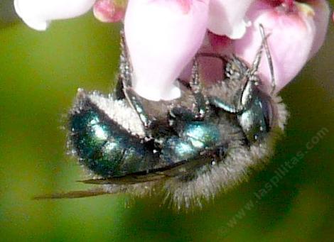 An orchard bee or mason bee on manzanita flower. I'm can't tell if he is stealing nectar or pollination. - grid24_12