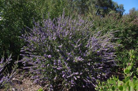 Ceanothus Blue Jeans is fairly safe from deer and makes a decent small hedge. - grid24_12