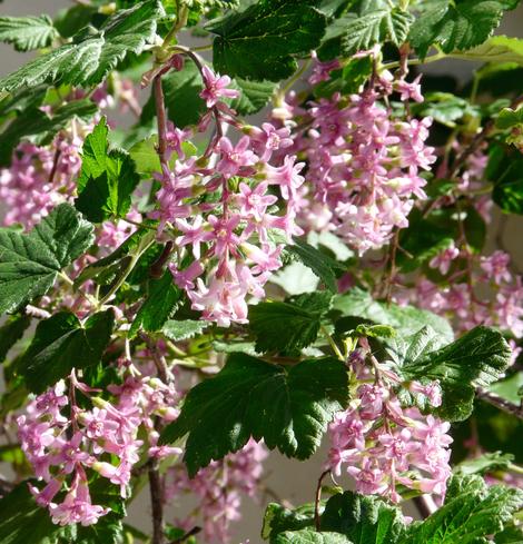 Ribes sanguineum glutinosum,  Pink-Flowered Currant.  with masses of pink flowers - grid24_12