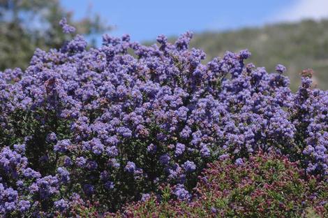 Ceanothus Julia Phelps with purple flowers behind Ceanothus Celestial Blue. - grid24_12