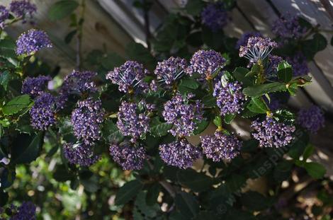 Ceanothus gloriosus Hearts Desire groundcover Mountain Lilac sprawls along at about one tall. - grid24_12