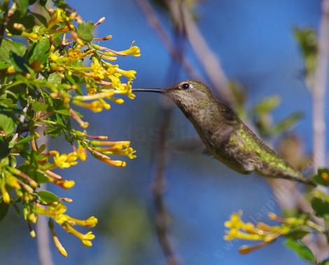 Ribes aureum gracillimum, Golden Currant with Anna Hummingbird. This native plant grows on the north slopes of Malibu, Latigo,  and through the Los Angeles Basin; San Gabriel Valley. - grid24_12