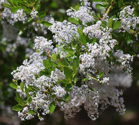 Ceanothus spinosus,  Red-Heart Mountain Lilac. flowers - grid24_12