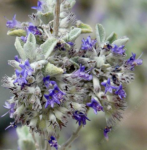Hyptis emoryi, Desert Lavender flowers are fragrant and the foliage is fragrant. Drought resistant, but not frost tolerant Desert Lavender grows in washes east of Barstow. - grid24_12
