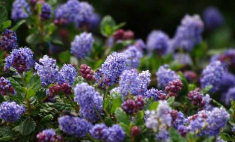 Ceanothus Celestial Blue has both blue and red flowers. This mountain lilac has dark green foliage. - grid24_12