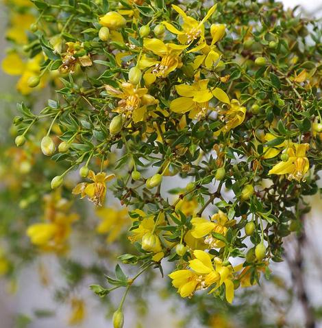Larrea tridentata (creosote bush) on a dry year. In a California garden  Creosote loves drought and hates regular rainfall or irrigation after the first year. Very drought tolerant, heat tolerant and evergreen. - grid24_12