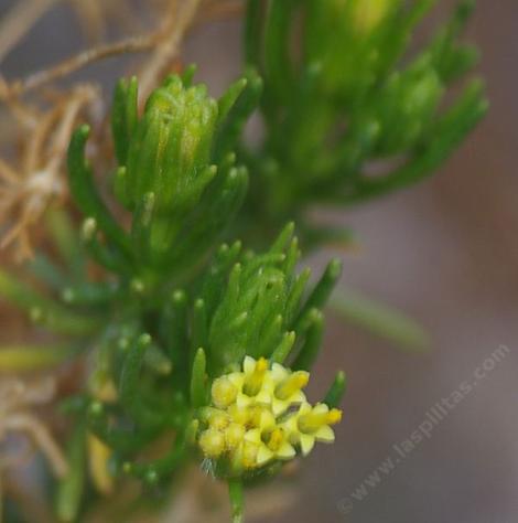 Peucephyllum schottii has aromatic foliage and yellow flowers. Pigmy-Cedar smells like a conifer. - grid24_12