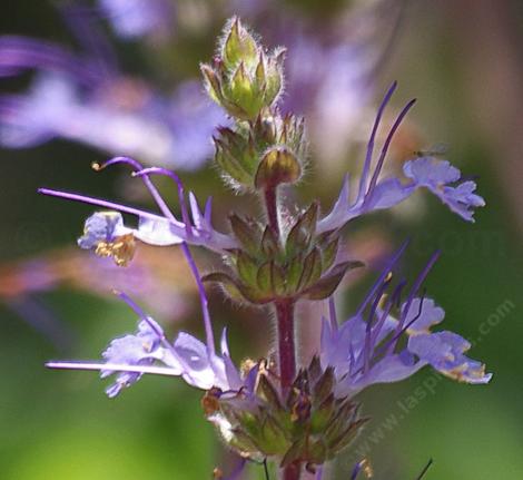 	 Salvia sonomensis, Creeping Sage has a nice blue flower on a flat leaves. - grid24_12