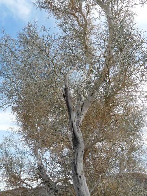 Psorothamnus spinosus Smokethorn; Smoketree; Indigobush; Barneby Smoketree; Dalea spinosa; Desert Smoke Tree . - grid24_12