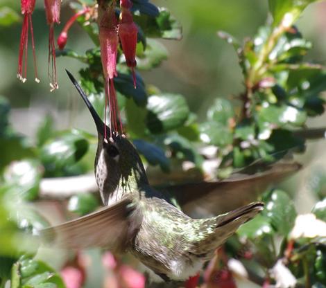 Ribes speciosum Fuchsia-Flowering Gooseberry. with an Anna's hummingbird - grid24_12