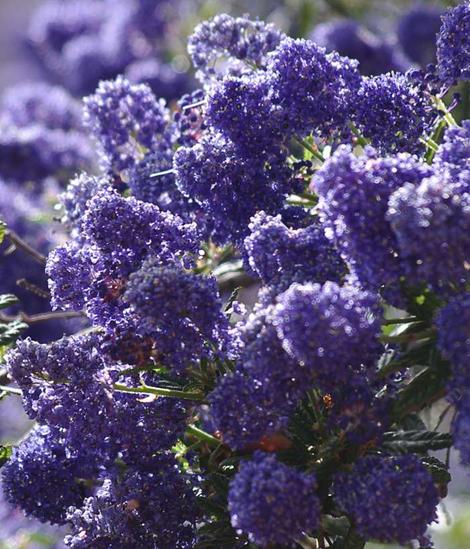 Ceanothus Concha has many colors, shades, and  tones. Some years the plants are more reddish purple, some years bright blue, some years larger flowers, some years more smaller flowers. Always beautiful. - grid24_12