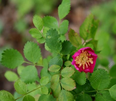 Rosa gymnocarpa Wood Rose - grid24_12