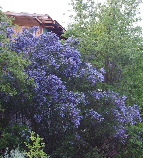 Ceanothus L. T. Blue covering the two story chicken coop - grid24_12