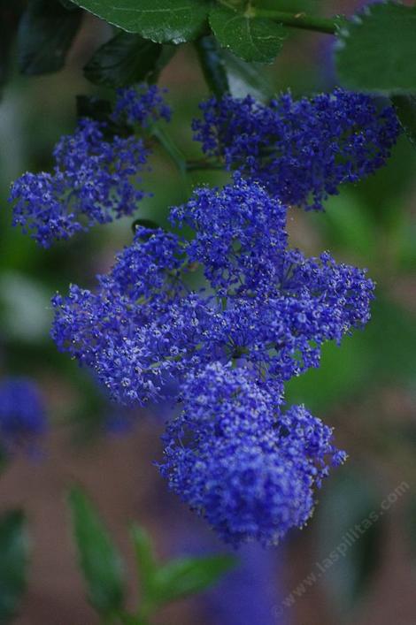 Ceanothus Sierra Blue flowers. The Ceanotus cyaneus color shows in this photo - grid24_12