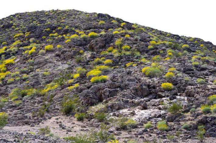 Encelia farinosa acting as wildflowers just est of Barstow.