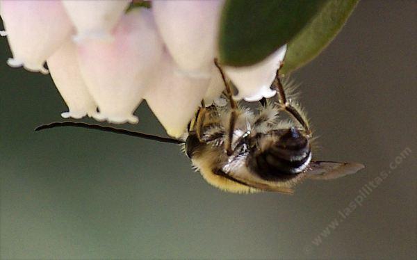 Long Horned Bee on Arctostaphylos pungens