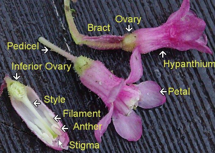 Here are most of the parts of a Ribes sanguineum glutinosum