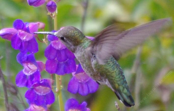 Penstemon spectabilis, Showy Penstemon, with an Anna Hummingbird. Showy Penstemon will tolerate  drought for years.  In the Bay area resist watering much after first summer.