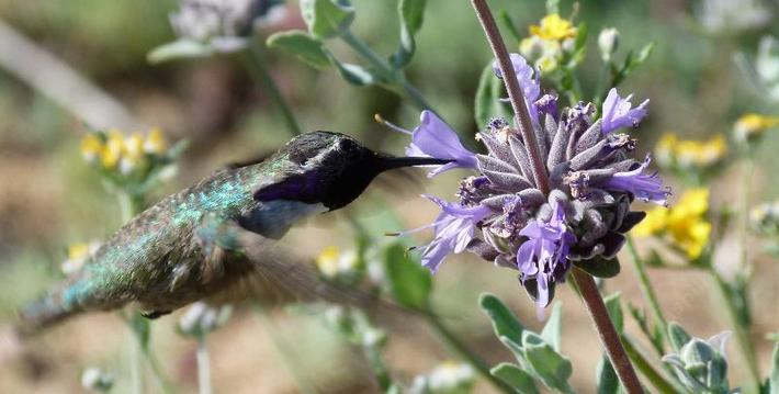 Costa's Hummingbird on Salvia Pozo Blue.