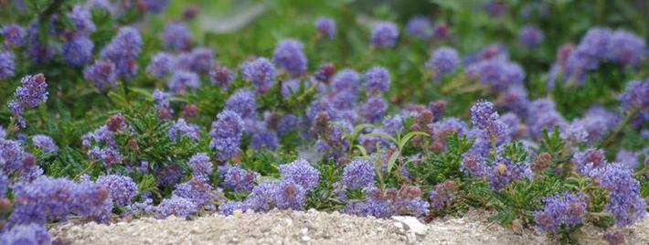 Ceanothus hearstiorum