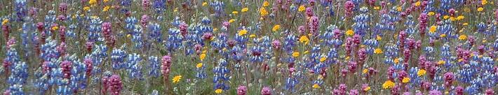 Pin cushion flower, Field Lupine, Owls Clover and Pop Corn Flower in our field.