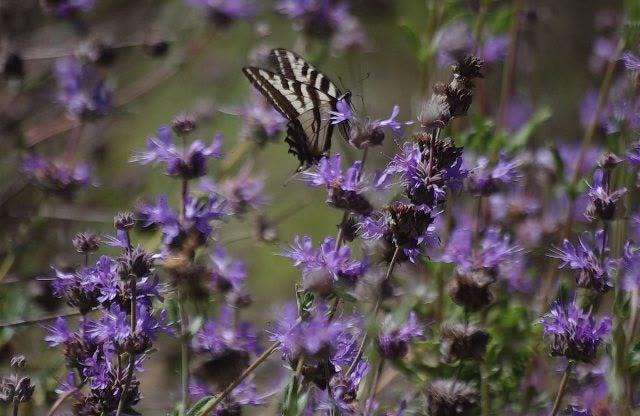 Salvia Pozo Blue with a Swallowtail butterfly in the garden at Santa Margarita. Native plant gardens attract  native butterflies.