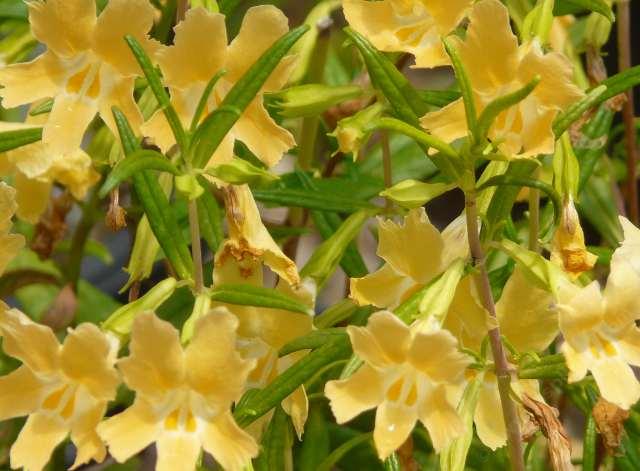 Diplacus aurantiacus australis Ramona, Narrow Leaf Southern Monkey Flower is native in central San Diego county.