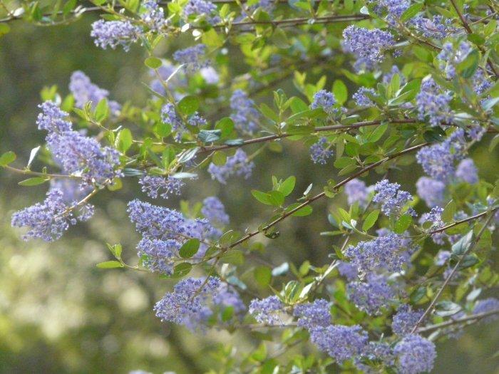 Ceanothus oliganthus makes many of the hillsides blue in spring from Banning to Poway. Drought tolerant to about 6 inches of rainfall, this photo was taken after two 8 inch rainfall years, with our summer heat.