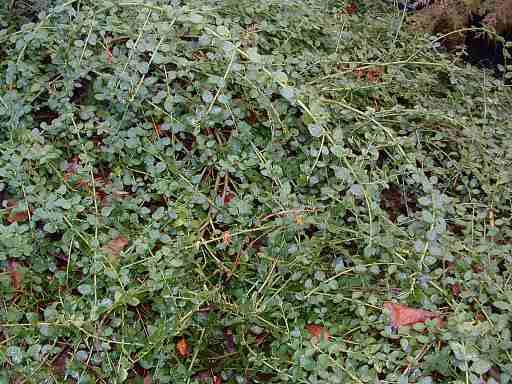 Ceanothus thrysiflorus repens