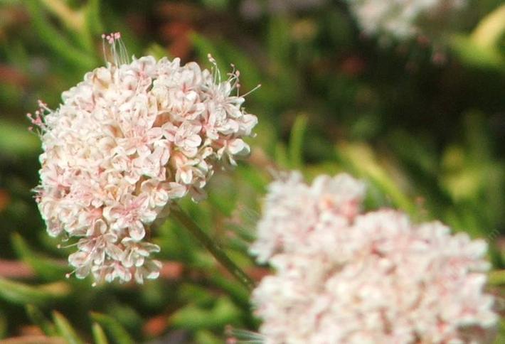 California Buckwheat, Eriogonum fasciculatum  flower clusters. Buckwheat is a very drought tolerant plant.