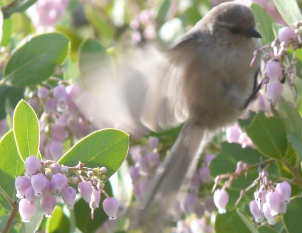 Bushtits are really cute eating the flowers of Arctostaphylos manzanita x densiflora, Austin Griffiths Manzanita