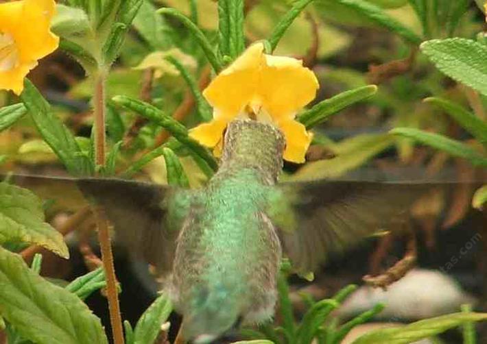 Yes Hummingbirds use yellow monkey flowers. This is an Anna Hummingbird on a Conejo Monkey Flower.